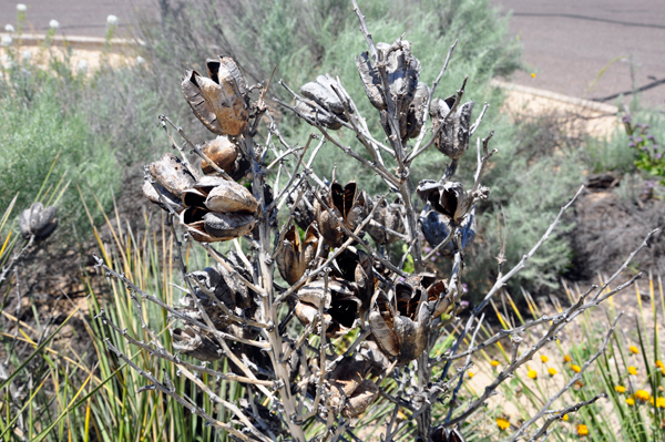 desert plants